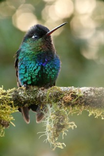 Fiery-throated Hummingbird (Panterpe insignis) perched on a branch, Costa Rica