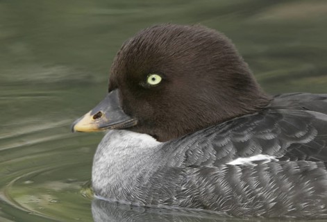 Common Goldeneye (Bucephala clangula) female, California, USA