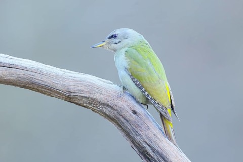 Grey-headed Woodpecker (Picus canus), female sitting on an old branch in frost, Wildlife, Animals,