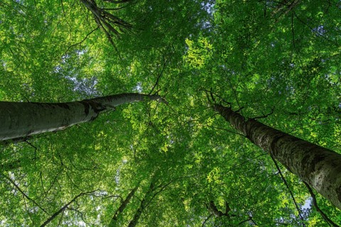 Low angle of a dense, vibrant green canopy of tall trees in the deep forest of Sierra de Urbasa,