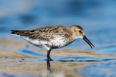 Dunlin (Calidris alpina) foraging, Eilat, Israel