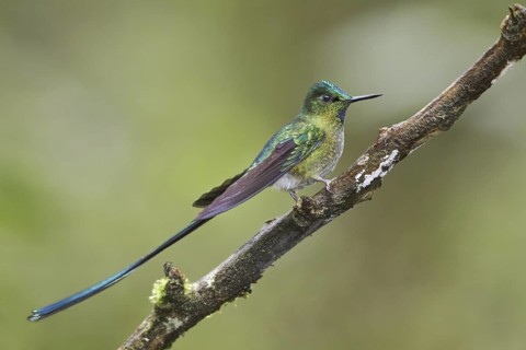 Long-tailed Sylph (Aglaiocercus kingii), Ecuador