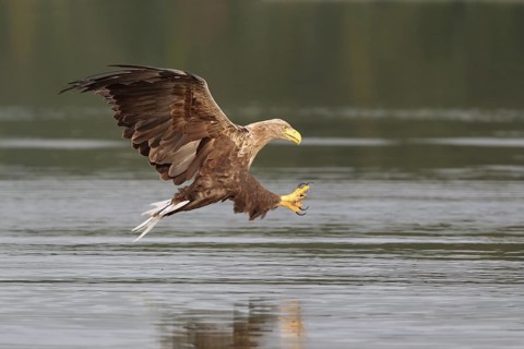 Seeadler; lat. Haliaeetus albicilla; Männchen im Flug dicht über der Wasseroberfläche mit