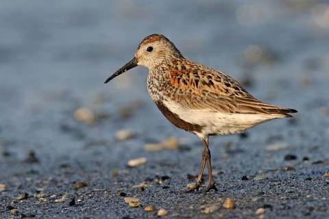 Animal, Animals, Bird, Birds, dunlin (Calidris alpina), Snipe bird, Heligoland, Heligoland,