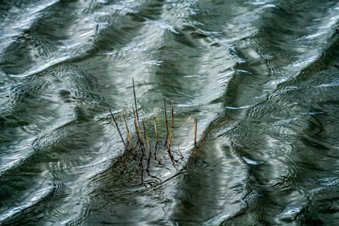 Flooded grass, waves on the Weser river with sun reflexes, Wesertal, Weserbergland, Germany