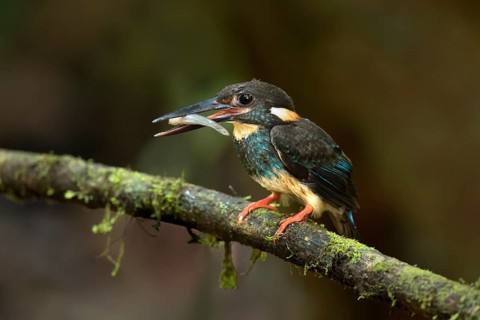 Blue-banded Kingfisher (Alcedo euryzona) male perched on a branch with fish prey in beak, Selangor,