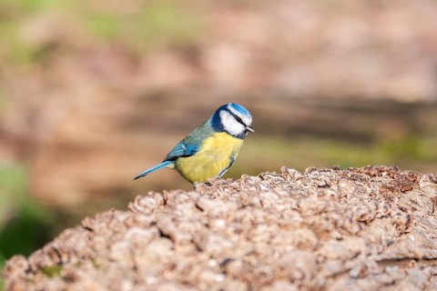 A vibrant Blue Tit, Cyanistes caeruleus, stands alert on a rough textured log, exhibiting its