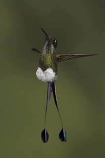 Booted Racket-tail (Ocreatus underwoodii), Ecuador