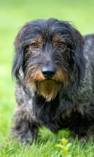 Rough-haired dachshund (Canis lupus familiaris) puppy, male, 3 years, animal portrait, meadow,