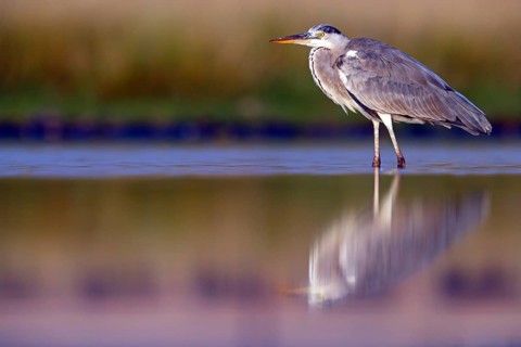 Great Egret, Heron, foraging, (Ardea cinerea) Salalah, Raysut, Dhofar, Oman