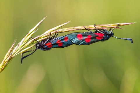 Five-Spot Burnet (Zygaena trifolii), mating on gras, Galicia, Spain