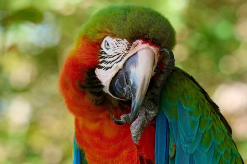 Lively parrot with colourful plumage in exotic surroundings, dark red macaw (Ara chloroptera),
