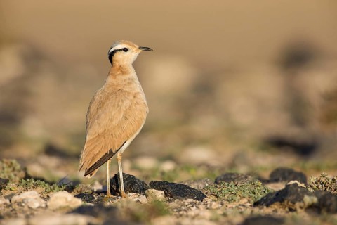 Cream-colored Courser (Cursorius cursor) perched on the ground, Fuerteventura, Spain