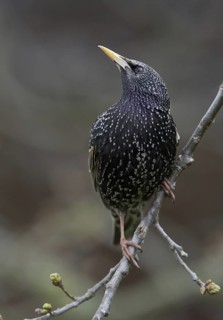 Common Starling (Sturnus vulgaris), Saxony, Germany