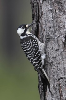Red-cockaded Woodpecker (Leuconotopicus borealis), Florida, USA