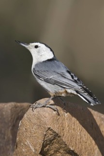 White-breasted Nuthatch (Sitta carolinensis), Arizona, USA