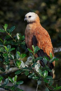 Black-collared Hawk (Busarellus nigricollis) perched on a branch in the Pantanal region of Brazil