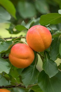 Apricot (Prunus armeniaca 'Kioto'), ZALF Müncheberg