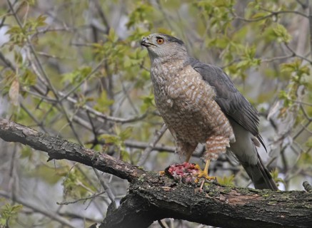 Cooper's Hawk (Accipiter cooperii), Saskatchewan, Canada