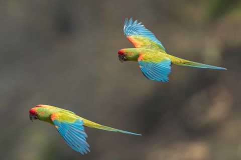 Red-fronted Macaw (Ara rubrogenys) flying, Bolivia