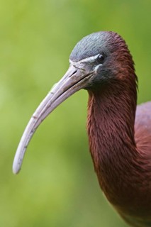 Glossy Ibis (Plegadis falcinellus), Asturias, Spain