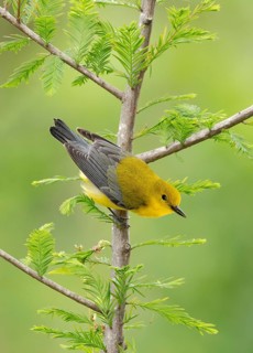 Prothonotary Warbler (Protonotaria citrea) perched on a twig, Texas, USA