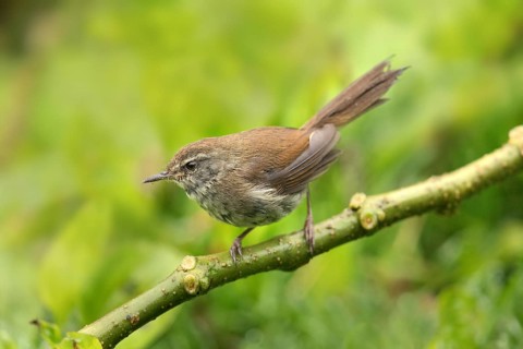 Müllerbuschsänger (Horornis vulcanius) perched on a branch, Sabah, Malaysia