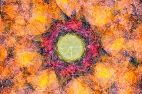 A detailed collage featuring an array of autumn leaves in warm hues, arranged in a circular pattern