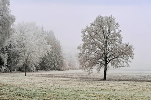Tree and forest in hoarfrost, Schlatt, Lindenberg, Freiamt, Canton of Aargau, Switzerland