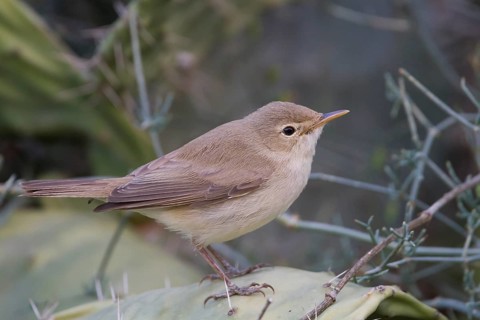 Eastern Olivaceous Warbler - Blassspoetter - Iduna pallida ssp. reiseri, Morocco