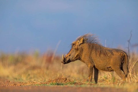 Warthog, (Phacochoerus africanus), animals, mammals, biotope, habitat, Africa, Addo Elephant