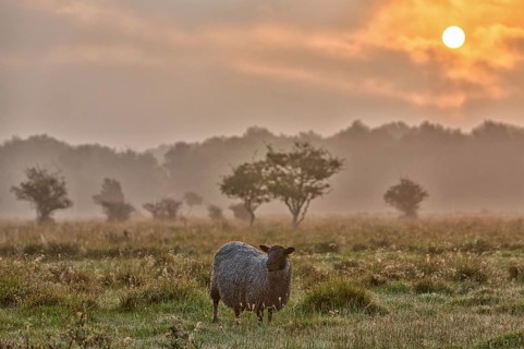 Schaf, sheep, ovis