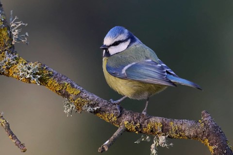 A vibrant eurasian blue tit, Cyanistes caeruleus, perched on a lichen-covered branch, displaying