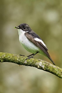 Pied Flycatcher (Ficedula hypoleuca), male sitting on a branch with insects in his beak, Canton