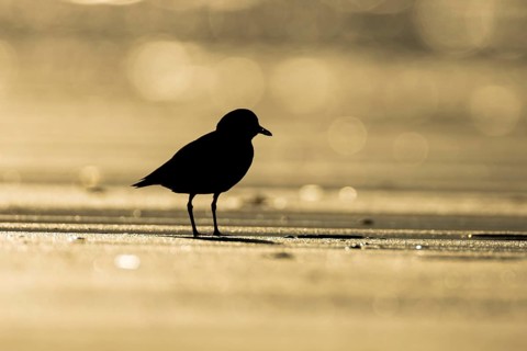 Ringed plover (Charadrius hiaticula) adult wading bird on a beach silhouette at sunset, Norfolk,