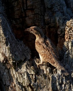Eurasian Wryneck (Jynx torquilla) male at breeding cavity with ant eggs in beak, Mecklenburg