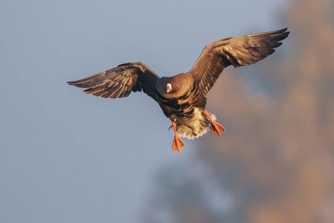Greater White-fronted Goose (Anser albifrons) flying, North Rhine-Westphalia, Germany
