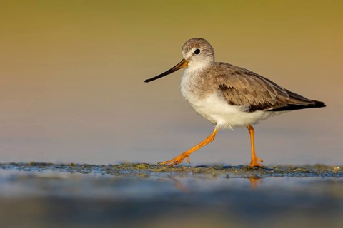 Terek sandpiper, (Xenus cinereus), animal, animals, bird, birds, snipe family, snipe, biotope,