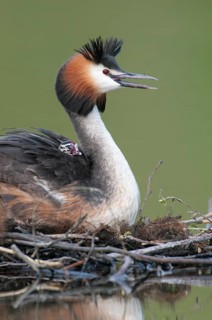 Great Crested Grebe (Podiceps cristatus) nest, Lower Saxony, Germany