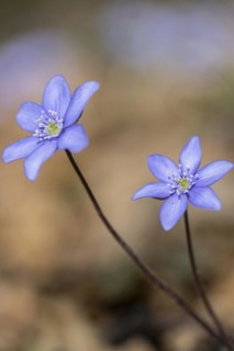 Liverwort (Hepatica nobilis), North Rhine-Westphalia, Germany