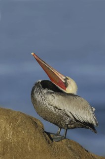 Brown Pelican (Pelecanus occidentalis), California, USA