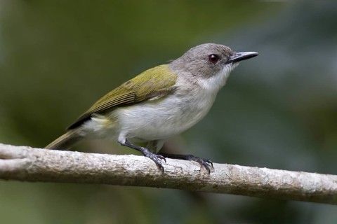 Green-backed Gerygone (Gerygone chloronota), Darwin, Northern Territory, Australia