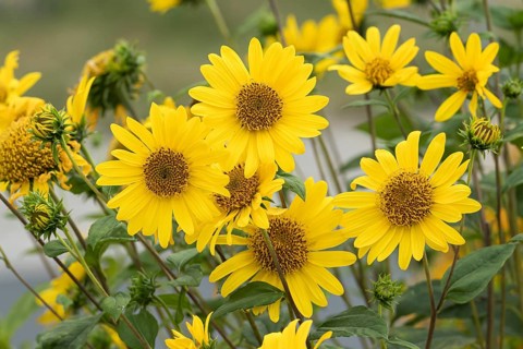 Perennial sunflower (Helianthus decapetalus 'Triomphe de Gand'), cross, Germany