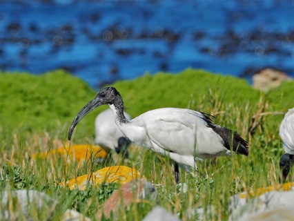 African sacred ibis (Threskiornis aethiopicus)