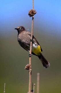 Cape Bulbul (Pycnonotus capensis), adult, on guard, Kirstenbosch Botanical Gardens, Cape Town,