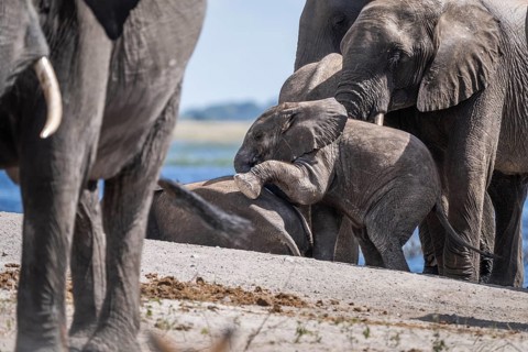 Baby elephant (Loxodonta africana) crawling onto another young elephant surrounded by the elephant