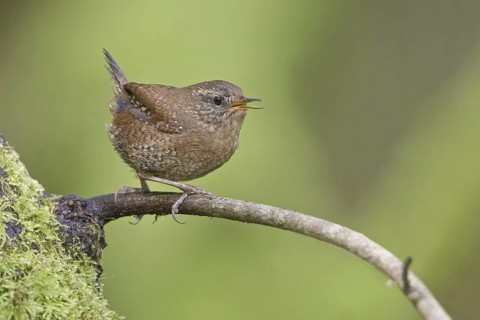 Pacific Wren (Troglodytes pacificus) singing, British Columbia, Canada
