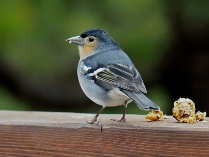 La Palma chaffinch (Fringilla coelebs palmae)