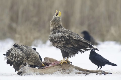 White-tailed Eagle (Haliaeetus albicilla) calling, Lower Saxony, Germany