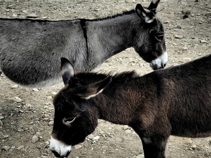 Two donkeys (asinus) standing side by side on stony ground, Ethiopia